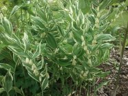 Polygonatum odoratum 'Striatum'